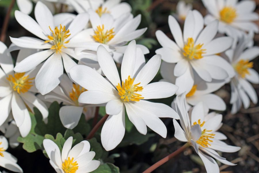 bloodroot sanguinaria canadensis, blutwurz blooming in early spring this plant is named for the reddish liquid contained in its roots spring flowers